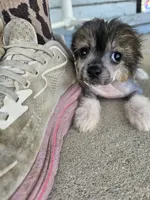 Lainey true  hairless, a female Chinese Crested and Pekingese for sale in San Antonio, TX – 1 of 7