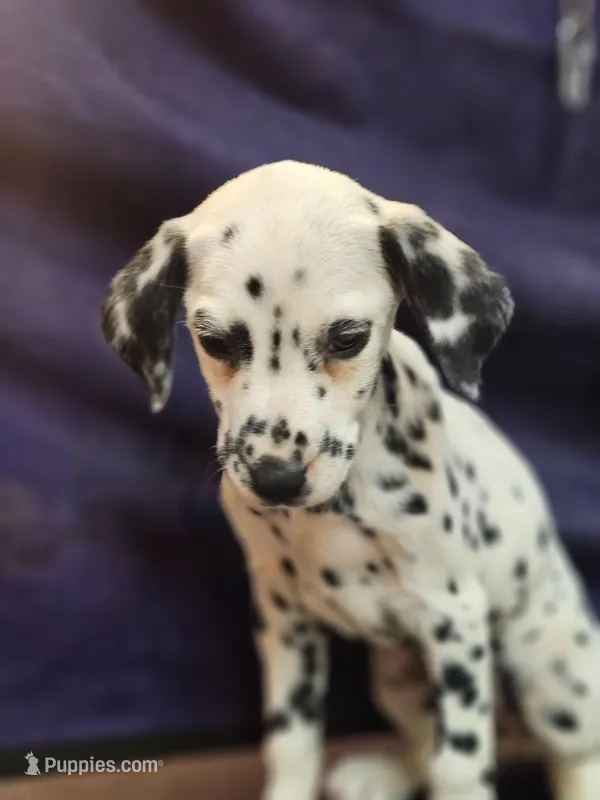 Sweeney – Dalmatian puppy for sale in San Antonio, TX