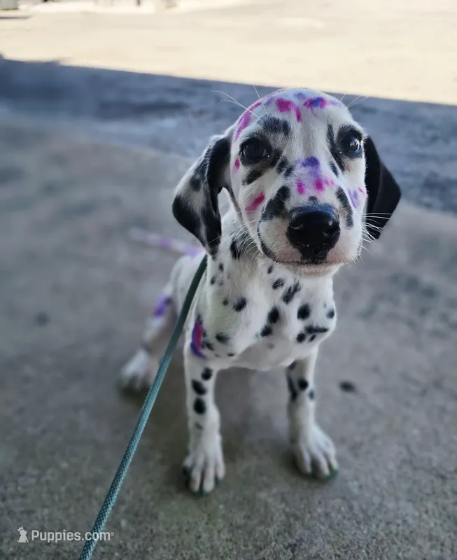 Pepper LUA – Dalmatian puppy for sale in San Antonio, TX