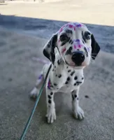 Pepper LUA , a female Dalmatian for sale in San Antonio, TX – Photo 6 of 7