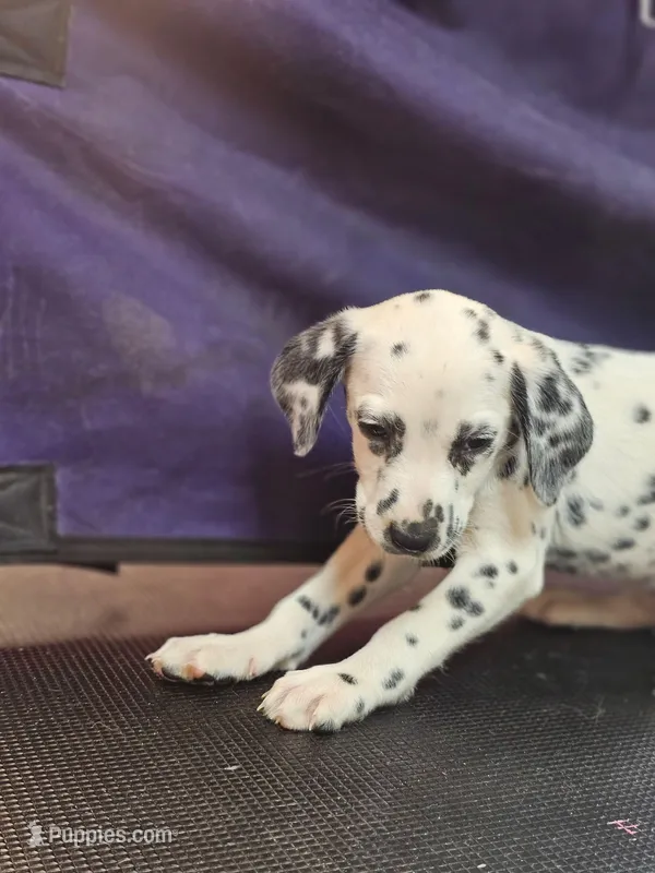 Winona – Dalmatian puppy for sale in San Antonio, TX