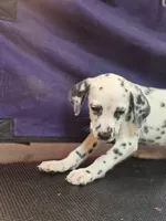 Winona, a female Dalmatian for sale in San Antonio, TX – 1 of 6