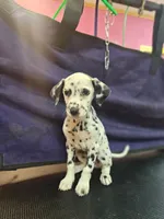 Sweeney, a female Dalmatian for sale in San Antonio, TX – 4 of 6