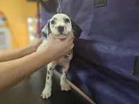 Pepper LUA , a female Dalmatian for sale in San Antonio, TX – Photo 2 of 7
