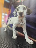 Pepper LUA , a female Dalmatian for sale in San Antonio, TX – Photo 4 of 7