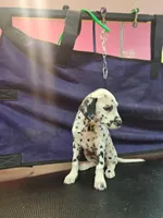 Sweeney, a female Dalmatian for sale in San Antonio, TX – 2 of 6