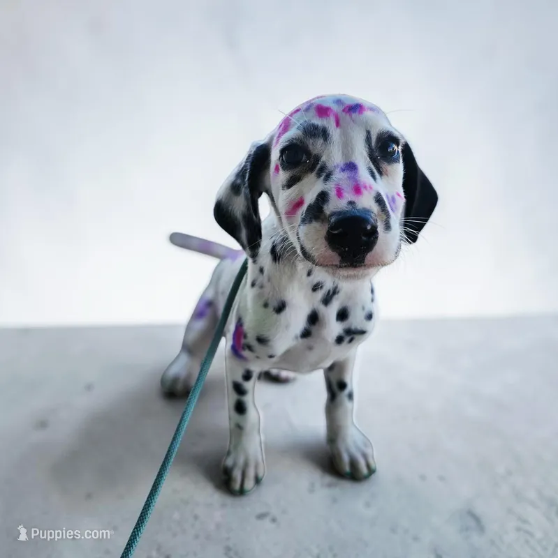 Pepper – Dalmatian puppy for sale in San Antonio, TX