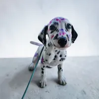 Pepper LUA , a female Dalmatian for sale in San Antonio, TX – Photo 1 of 7
