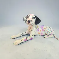 Pepper LUA , a female Dalmatian for sale in San Antonio, TX – Photo 5 of 7