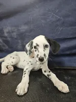 Pepper LUA , a female Dalmatian for sale in San Antonio, TX – Photo 7 of 7