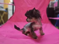 Siri true hairless, a female Chinese Crested and Pekingese for sale in San Antonio, TX – 2 of 4