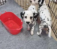 Valentino, a male Dalmatian for sale in San Antonio, TX – 5 of 5