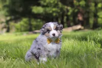 Chase, a male Miniature Australian Shepherd for sale in Fresno, OH – 2 of 7