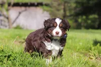 Tucker, a male Miniature Australian Shepherd for sale in Fresno, OH – 6 of 9
