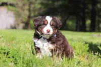 Tucker, a male Miniature Australian Shepherd for sale in Fresno, OH – 3 of 9