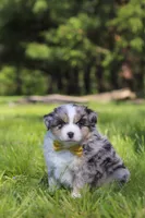 Chase, a male Miniature Australian Shepherd for sale in Fresno, OH – 6 of 7