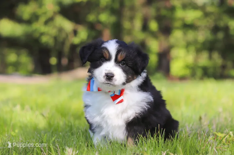 Ranger – Miniature Australian Shepherd puppy for sale in Fresno, OH