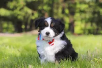 Ranger, a male Miniature Australian Shepherd for sale in Fresno, OH – 1 of 6