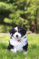 Ranger, a male Miniature Australian Shepherd for sale in Fresno, OH – 5 of 6
