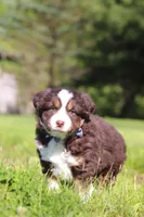 Tucker, a male Miniature Australian Shepherd for sale in Fresno, OH – 5 of 9