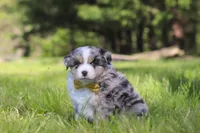 Chase, a male Miniature Australian Shepherd for sale in Fresno, OH – 4 of 7