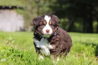Tucker, a male Miniature Australian Shepherd for sale in Fresno, OH – 4 of 9