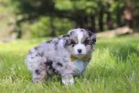 Chase, a male Miniature Australian Shepherd for sale in Fresno, OH – 5 of 7