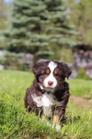 Tucker, a male Miniature Australian Shepherd for sale in Fresno, OH – 8 of 9