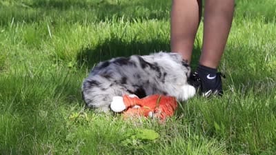 Chase, a male Miniature Australian Shepherd for sale in Fresno, OH – 7 of 7