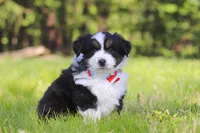 Ranger, a male Miniature Australian Shepherd for sale in Fresno, OH – 2 of 6