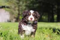 Tucker, a male Miniature Australian Shepherd for sale in Fresno, OH – 2 of 9
