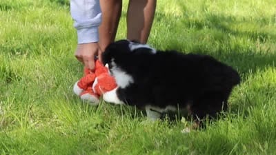Ranger, a male Miniature Australian Shepherd for sale in Fresno, OH – 6 of 6