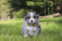 Chase, a male Miniature Australian Shepherd for sale in Fresno, OH – 1 of 7