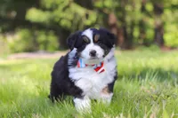 Ranger, a male Miniature Australian Shepherd for sale in Fresno, OH – 3 of 6