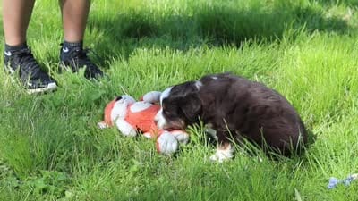 Tucker, a male Miniature Australian Shepherd for sale in Fresno, OH – 9 of 9