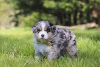 Chase, a male Miniature Australian Shepherd for sale in Fresno, OH – 3 of 7