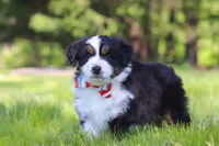Ranger, a male Miniature Australian Shepherd for sale in Fresno, OH – 4 of 6