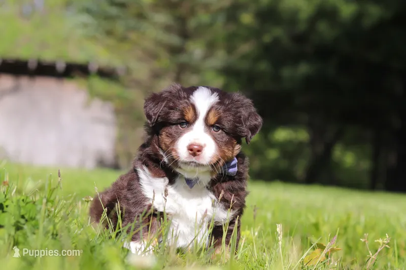 Tucker – Miniature Australian Shepherd puppy for sale in Fresno, OH