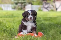 Tucker, a male Miniature Australian Shepherd for sale in Fresno, OH – 7 of 9