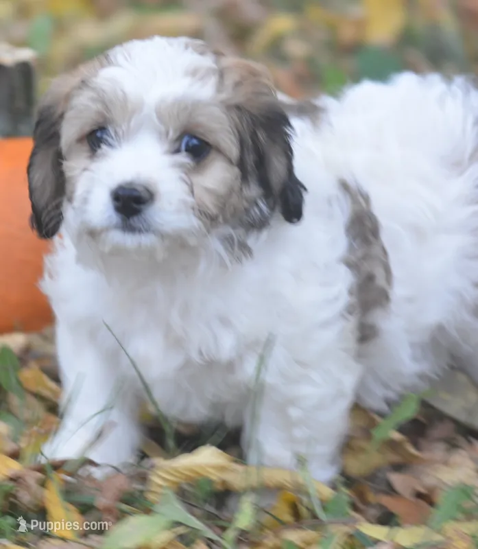 Juniper (cuddly and fluffy!) – Cavachon puppy for sale in Rock Stream, NY
