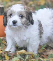 Juniper, a female Cavachon for sale in Rock Stream, NY – 4 of 10