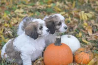 Juniper, a female Cavachon for sale in Rock Stream, NY – 10 of 10