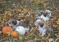 Clove, a female Cavachon for sale in Rock Stream, NY – 8 of 8