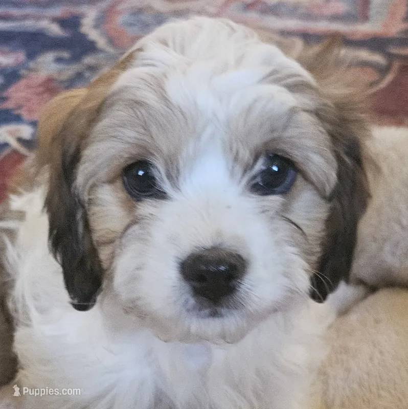 Juniper (cuddly and fluffy!) – Cavachon puppy for sale in Rock Stream, NY