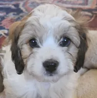 Tessa (nee Juniper), a female Cavachon for sale in Rock Stream, NY – 2 of 10