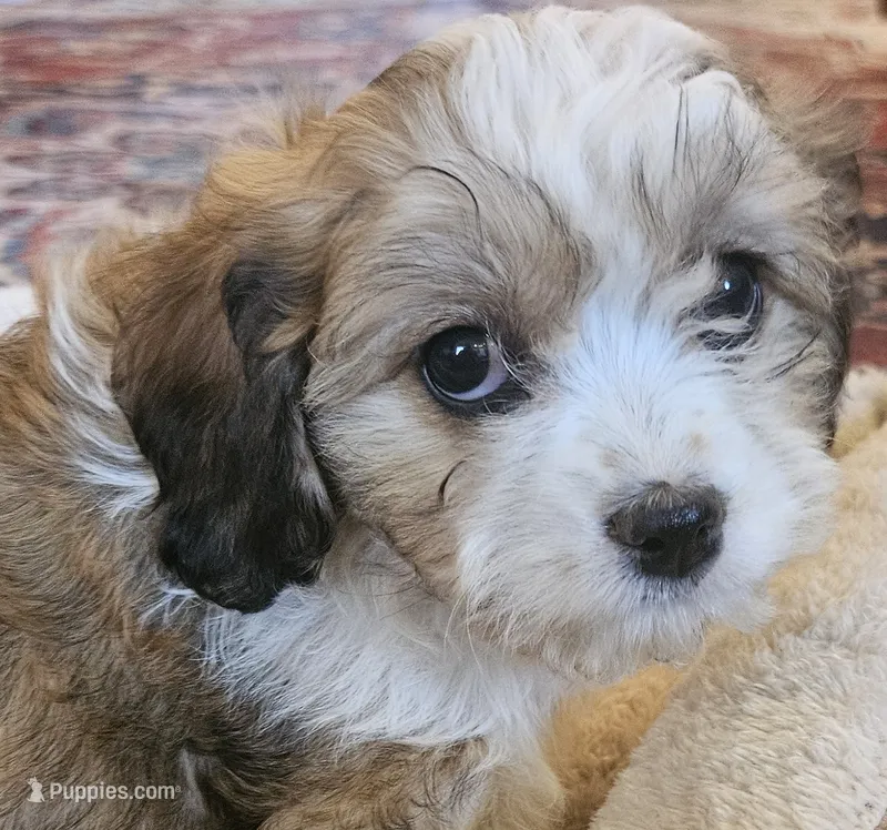 Clove (those eyes!) – Cavachon puppy for sale in Rock Stream, NY