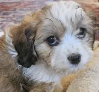 Clover (those eyes!), a female Cavachon for sale in Rock Stream, NY – 1 of 10