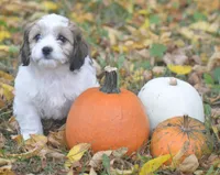 Juniper, a female Cavachon for sale in Rock Stream, NY – 6 of 10