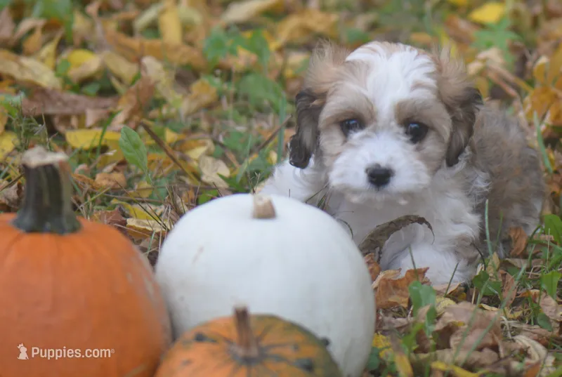 Cardamom – Cavachon puppy for sale in Rock Stream, NY