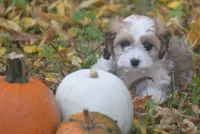 Cardamom, a female Cavachon for sale in Rock Stream, NY – 1 of 10